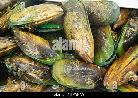 Perna canaliculus, the New Zealand green-lipped mussels, aka the New Zealand mussels, the green shell mussel, kuku, and kutai at a Fish Market Stock Photo