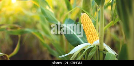 A selective focus picture of corn cob in organic corn field. Stock Photo
