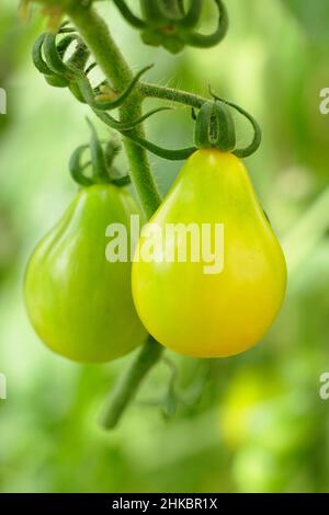 Solunum lycopersicum 'Yellow Pear' tomatoes ripening on the vine. UK Stock Photo