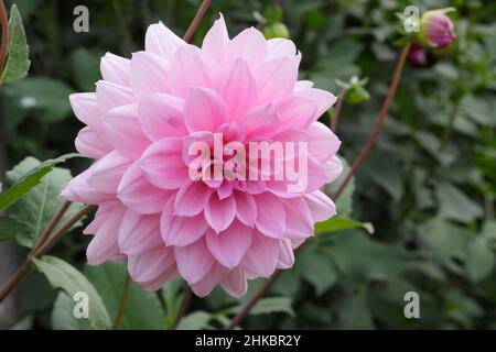 Dahlia Pearl Of Heemstede, small waterlily dahlia with silvery pink colouring. UK Stock Photo