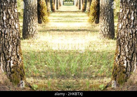 A grassy pathway between old birch tree trunks in an alley. A lively, sunny mood of the day in the shades of green nature. Shallow depth of view, natu