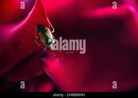 A bug on a rose petals Stock Photo