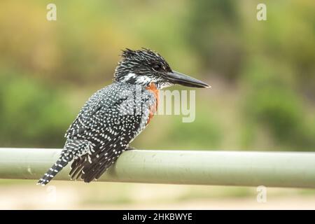 A male giant kingfisher, Megaceryle maxima, perched on the railing of a bridge in the Kruger National Park, South Africa Stock Photo