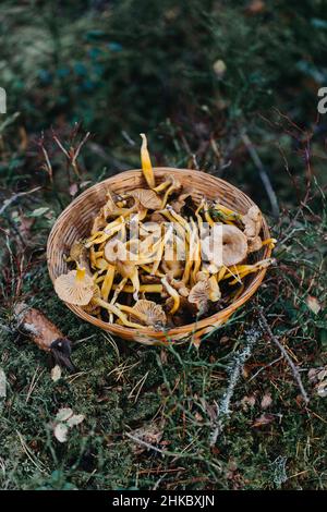 An basket full of chanterelles and funnel chanterelles in the woods Stock Photo
