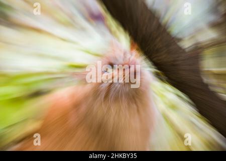 A funny fluffy cat, with zoom Stock Photo