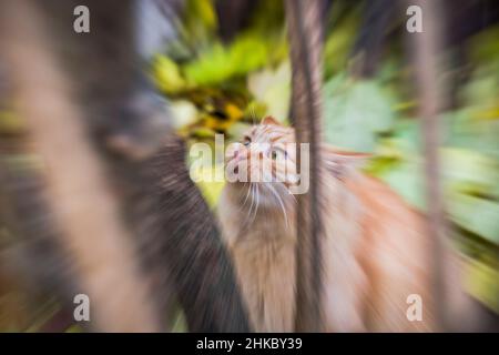 A funny fluffy cat, with zoom Stock Photo