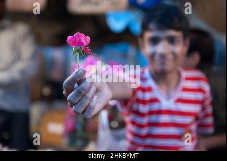 Boy offering rose in Jaipur market, India Stock Photo