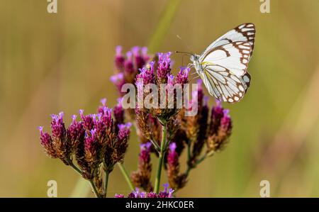 Pioneer White Butterfly, South Africa Stock Photo