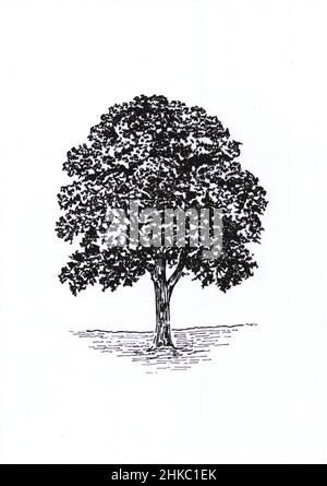 Sketch for a hazel tree on a white background. Stock Photo