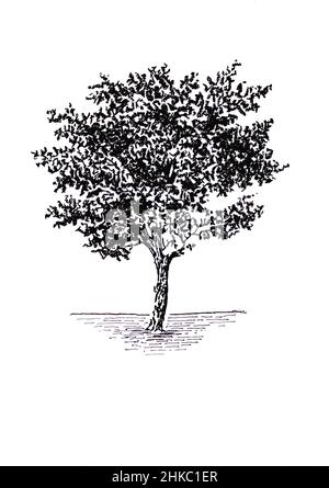 Sketch for a fruit tree on a white background. Stock Photo