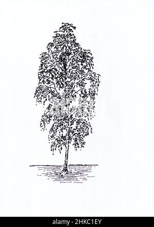 Sketch for a silver birch tree on a white background. Stock Photo