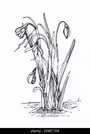 Sketch for a snowdrop plant on a white background. Stock Photo