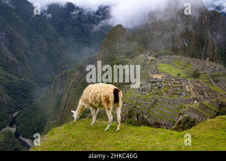 Llama in Machu Picchu, Peru Stock Photo