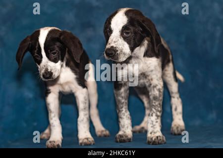 pair of german braco puppies crossed with border collie Stock Photo