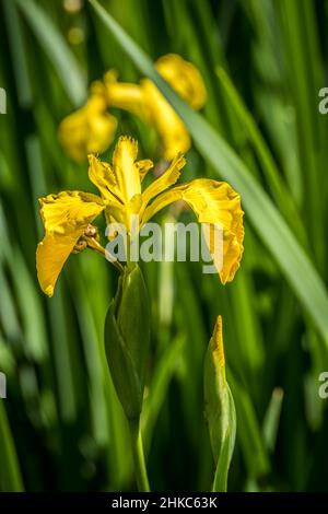 Vibrant yellow iris fully opened highlighted by the bright sunlight with a unopened flower alongside ready to emerge surround by iris foliage closeup Stock Photo