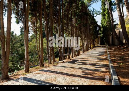 Empty scenic idyllic coniferous park walkway with wooden bench at morning or evening sunset sunrise warm sunshine summer day time . Perspective view Stock Photo