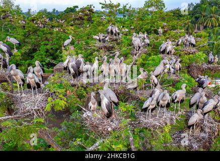 Asian openbill storks with their chicks in nest Stock Photo