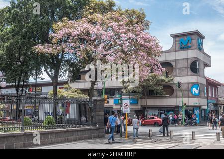 People walking past a Pink Trumpet tree (Tabebuia rosea) in the Springtime in San José, Costa Rica. Stock Photo