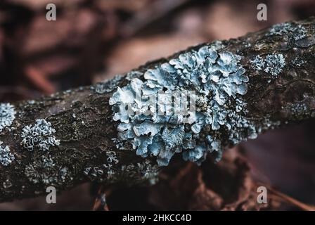 Parmelia sulcata lichen growing on a tree, grey foliose lichens closeup Stock Photo