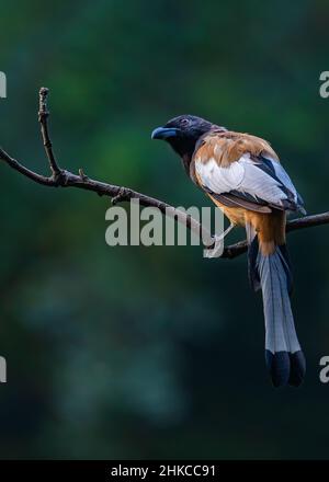 A treepie Rufous looking up in sky Stock Photo