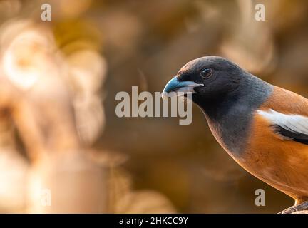 A Treepie Rufous a close up in golden light Stock Photo