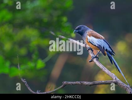 A Treepie Rufous perching on a tree in green background Stock Photo