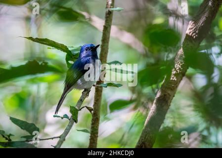 Hainan blue flycatcher (Cyornis hainanus) beautiful bird perching on the branch Stock Photo