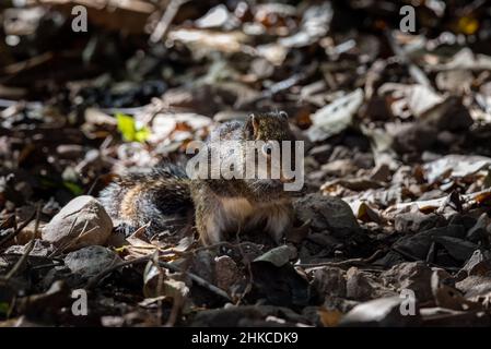 profile view of a Grey-bellied Squirrel (Callosciurus caniceps). Stock Photo