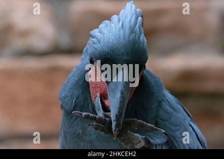 A palm cockatoo parrot (Probosciger aterrimus), also known as the goliath cockatoo or great black cockatoo, native to New Guinea, Aru Islands, and Cape York Peninsula. Stock Photo