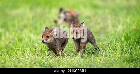 European Rd Fox (Vulpes vulpes) three cubs playing on meadow, Germany Stock Photo