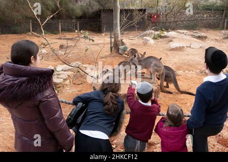 Young religious children looking at kangaroos in the Tisch Family Zoological Gardens known as the Jerusalem Biblical Zoo located in west Jerusalem Israel Stock Photo