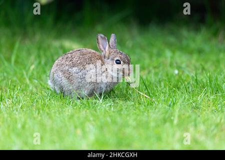 Wild Rabbit (Oryctolagus cuniculus) baby rabbit eating dandelion plant on garden lawn, Island of Texel, Holland, Europe Stock Photo