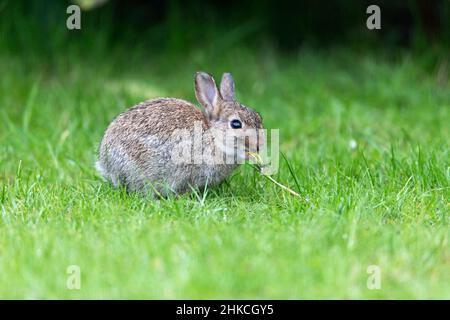 Wild Rabbit (Oryctolagus cuniculus) baby rabbit eating dandelion plant on garden lawn, Island of Texel, Holland, Europe Stock Photo