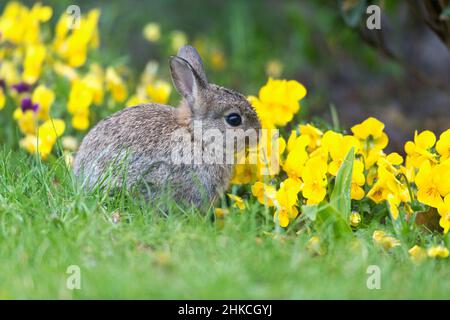 Wild Rabbit (Oryctolagus cuniculus) baby rabbit eating pansy flowers in garden, Island of Texel, Holland, Europe Stock Photo