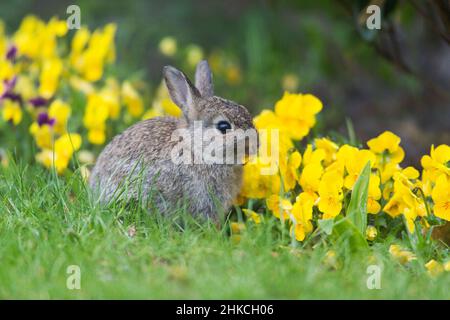 Wild Rabbit (Oryctolagus cuniculus) baby rabbit eating pansy flowers in garden, Island of Texel, Holland, Europe Stock Photo
