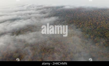 Aerial view of dense forest with autumn colours Stock Photo - Alamy