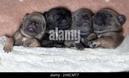 four young puppies french bull dogs  cuddled together  in a row sleeping with a blanket  copy space in background top and bottom, ideal header Stock Photo