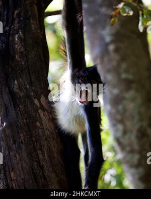 Close up portrait of a Spider Monkey (Ateles geoffroyi)hanging from tree making comical face in Lago de Atitlan, Guatemala. Stock Photo