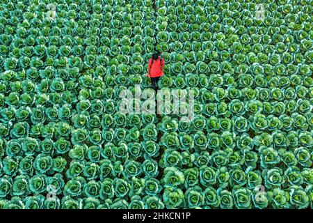 Cabbage farmers tend to their enormous patch as they prepare the vegetables for picking. Stock Photo