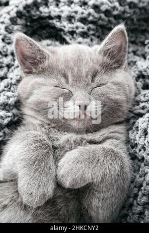Gray Cat Smiling sleeping close up portrait. Kitten Happy contented cat pet lying Nap see happy dreams relaxing on Plaid. Pets cat is very happy on Stock Photo