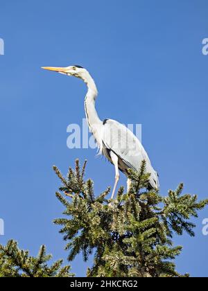 Close-up of gray heron, Ardea cinerea, sitting on fir tree against blue sky Stock Photo