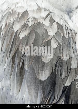 Close-up of the plumage of a crane Stock Photo