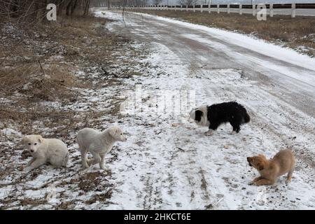 Homeless puppies eat bread outside in the snow near the highway. A series of pictures about stray dogs. Stock Photo