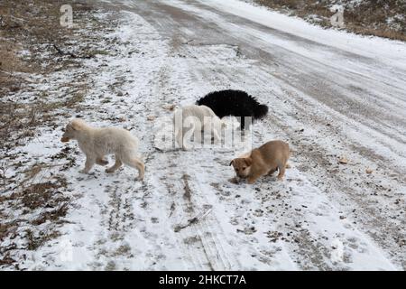 Homeless puppies eat bread outside in the snow near the highway. A series of pictures about stray dogs. Stock Photo