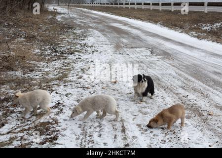 Homeless puppies eat bread outside in the snow near the highway. A series of pictures about stray dogs. Stock Photo