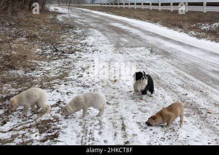 Homeless puppies eat bread outside in the snow near the highway. A series of pictures about stray dogs. Stock Photo