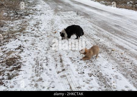 Homeless puppies eat bread outside in the snow near the highway. A series of pictures about stray dogs. Stock Photo