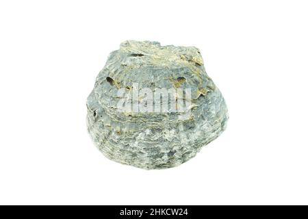 Old scallops, Sea shell isolated on white background. Shell, Seashell or Conch isolated on white Background as Decor or Souvenir. Stock Photo