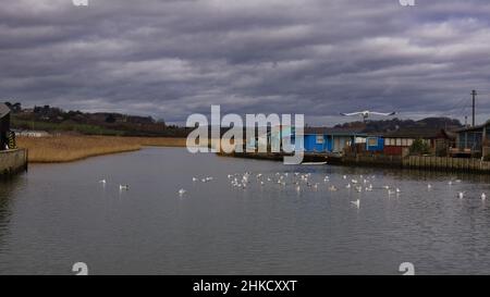 Seagulls on the  River Brit estuary from the harbour at West Bay on Dorsets Jurassic Coast Stock Photo