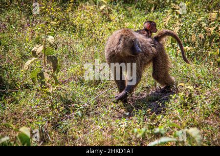 View of a cute anubis baboon baby riding on it's mother's back, enjoying the ride through the Kenyan savannah grasslands of Lake Nakuru National Park Stock Photo